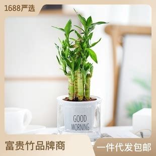 文昌植物|文昌位适合种哪些植物 室内文昌位放什么植物。